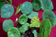 Load image into Gallery viewer, Begonia Conchifolia Rubrimacula