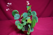 Load image into Gallery viewer, Begonia Conchifolia Rubrimacula