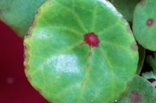 Load image into Gallery viewer, Begonia Conchifolia Rubrimacula