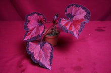 Load image into Gallery viewer, Begonia SOAK's Unnamed #1