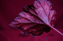 Load image into Gallery viewer, Begonia SOAK's Unnamed #1