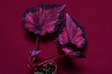 Load image into Gallery viewer, Begonia SOAK's Unnamed #1