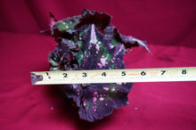 Load image into Gallery viewer, Begonia SOAK's Unnamed #2