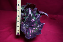 Load image into Gallery viewer, Begonia SOAK's Unnamed #2