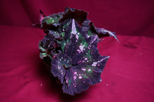 Load image into Gallery viewer, Begonia SOAK's Unnamed #2