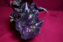 Load image into Gallery viewer, Begonia SOAK's Unnamed #2