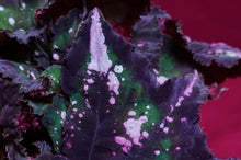 Load image into Gallery viewer, Begonia SOAK's Unnamed #2