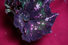 Load image into Gallery viewer, Begonia SOAK's Unnamed #2