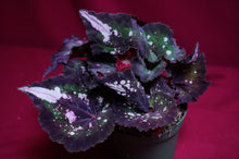 Load image into Gallery viewer, Begonia SOAK's Unnamed #2