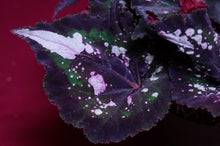 Load image into Gallery viewer, Begonia SOAK's Unnamed #2