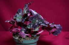 Load image into Gallery viewer, Begonia SOAK's Unnamed #2