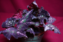 Load image into Gallery viewer, Begonia SOAK's Unnamed #2
