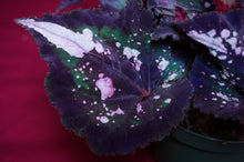 Load image into Gallery viewer, Begonia SOAK's Unnamed #2