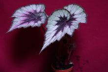 Load image into Gallery viewer, Begonia SOAK's Silver Panther