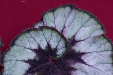 Load image into Gallery viewer, Begonia SOAK's Silver Panther