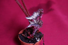 Load image into Gallery viewer, Begonia SOAK's Silver Panther