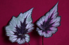 Load image into Gallery viewer, Begonia SOAK's Silver Panther
