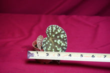 Load image into Gallery viewer, Begonia U641