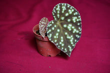 Load image into Gallery viewer, Begonia U641