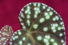 Load image into Gallery viewer, Begonia U641