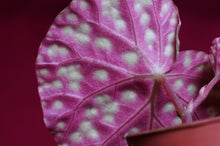 Load image into Gallery viewer, Begonia U641