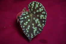 Load image into Gallery viewer, Begonia U641