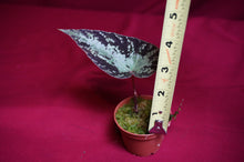 Load image into Gallery viewer, Begonia U642 Curtisii