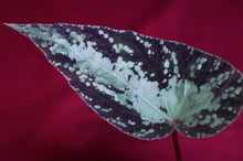 Load image into Gallery viewer, Begonia U642 Curtisii