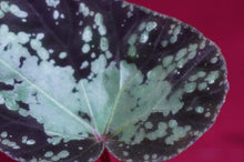 Load image into Gallery viewer, Begonia U642 Curtisii