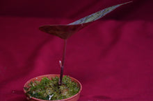 Load image into Gallery viewer, Begonia U642 Curtisii