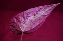 Load image into Gallery viewer, Begonia U642 Curtisii