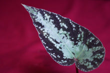 Load image into Gallery viewer, Begonia U642 Curtisii