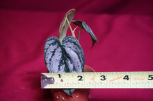Load image into Gallery viewer, Philodendron Brandtianum