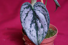 Load image into Gallery viewer, Philodendron Brandtianum