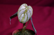Load image into Gallery viewer, Philodendron Brandtianum