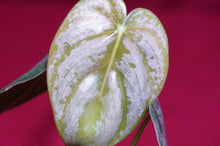 Load image into Gallery viewer, Philodendron Brandtianum