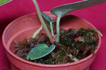 Load image into Gallery viewer, Anthurium Magnificum Seedling