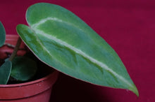 Load image into Gallery viewer, Anthurium Magnificum Seedling
