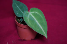 Load image into Gallery viewer, Anthurium Magnificum Seedling