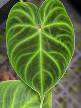 Load image into Gallery viewer, Philodendron Verrucosum "Mini"