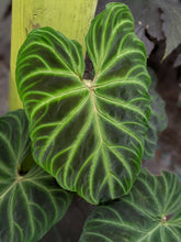 Load image into Gallery viewer, Philodendron Verrucosum