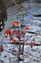 Load image into Gallery viewer, Begonia Species Ex Madagascar Ultra Rare
