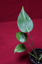 Load image into Gallery viewer, Monstera Bulbasaur Exact Plant #4  2" Pot
