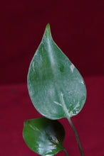 Load image into Gallery viewer, Monstera Bulbasaur Exact Plant #4  2" Pot
