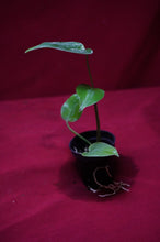 Load image into Gallery viewer, Monstera Bulbasaur Exact Plant #4  2" Pot
