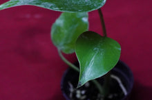 Load image into Gallery viewer, Monstera Bulbasaur Exact Plant #4  2" Pot
