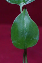 Load image into Gallery viewer, Monstera Bulbasaur Exact Plant #4  2" Pot
