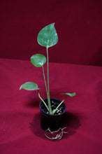 Load image into Gallery viewer, Monstera Bulbasaur Exact Plant #4  2" Pot
