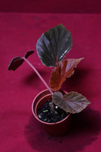 Load image into Gallery viewer, Begonia Species Ex Madagascar Ultra Rare
