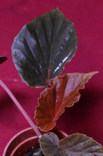 Load image into Gallery viewer, Begonia Species Ex Madagascar Ultra Rare
